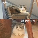 캣존 | 엄마랑 평택 이색데이트 고양이 짱귀 🐈🐈‍⬛ ‘삼층고양이카페’ 주차 및 찐후기🤍🩶🤍🩶