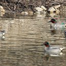 아메리카쇠오리(Anas Carolinensis Green-winged Teal, 35~38cm) 이미지