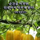 성불로 이미지