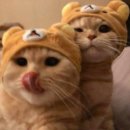 홍어회전문
