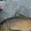 황금향어 이미지