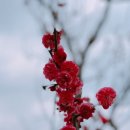 염창소공원 | 광양매화마을 방문 후기(22.03.11.) / 광양 매화 개화소식 정보 / 홍매화 절정 / 반려견 동반 가능 여행지