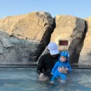 비비큐(BBQ)올리브치킨카페속초청초점 | 속초 워터파크 한화리조트 설악 워터피아