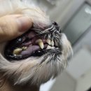 도담동물병원 | 용인동백도담동물병원 강아지스케일링후기