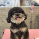 쇼어독 이미지
