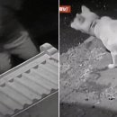 꼬리 흔드는 강아지 이미지