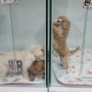 김해 강아지분양 두부네 하루 이미지