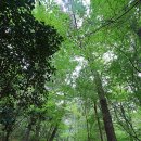 솔마루길 대공원산 | 울산/ 솔마루길 (은월봉~삼호산~신선산)