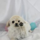 헤이독(HEY-DOG) 이미지