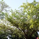 선흘초등학교 이미지