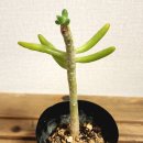 청솔 이미지