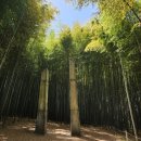For Some - | 부산 기장 아홉산 숲과 카페 녹녹 갤러리 예동 Ahopsan Forest, Cafe Noknok, and Gallery Yedong in...