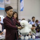 애견샵 어린왕자 이미지