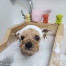 복실애견 이미지