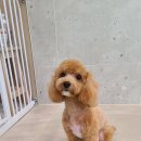 름자펫살롱 이미지