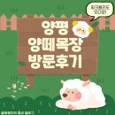 핑크뮬리 | 양평 양떼목장 방문 후기(+핑크뮬리)