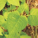 곤드레향 이미지