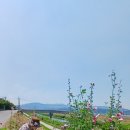 접시꽃