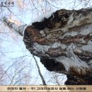 (주)고려인삼공사 이미지