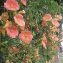 뚝섬한강공원-70 이미지