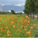 낙동강관리본부 대저생태공원 5 이미지