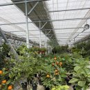 어진로 | [용인] 용인 남사화훼단지 예삐플라워아울렛 후기 🌷 튤립·히아신스·플로리다뷰티 득템