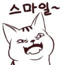 대전고양이분양 비비냥 이미지