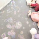 내 강아지의 봄 일산애견유치원&애견호텔 이미지