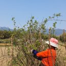 서리농장 이미지