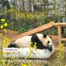 호랑이와 반달곰 | 에버랜드 자유이용권 할인 유료주차장 튤립축제 방문 후기