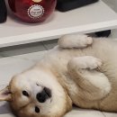 카피센타 이미지