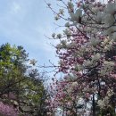 경이신발 | 포천 아트밸리, 벚꽃 엔딩을 다시 만난 폐채석장의 경이로운 변신