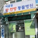 이윤권양한방동물병원 | 이윤권양한방병원방문 푸들귀가부었어요. 이개혈종 치료기