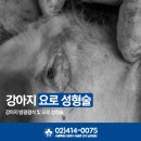 페토피아 동물병원 이미지
