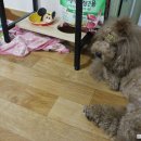 슈가뽀또