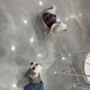 내가할개 이미지