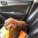 페테리안동물병원 이미지