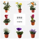 애플민트 - 평창군 진부시장안길 14 | 애플민트