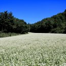 봉평메밀 - 청주시 흥덕구 경산로 58-12 | 봉평메밀
