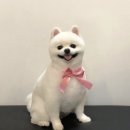 단짝 펫살롱 이미지