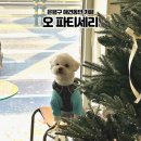 오 파티세리 | 은평구 애견동반 카페ㅣ크루아상이 맛있는 베이커리 카페 "오 파티세리" 내돈내산 후기