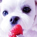 씨에이치디(주) 이미지