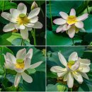 봉담호수공원 이미지