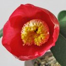 금어로2 이미지