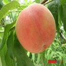 천공농장 이미지