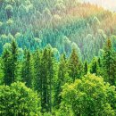 삼중카랜드 이미지