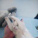 렉돌 냥이 이미지