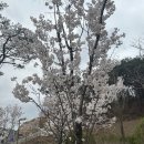[주식회사 서피란] 슈퍼기닌 사프란 : 고급향신료 샤프란 차 후기~