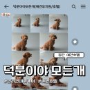 동탄 애견호텔: 내돈내산 덕분이야 모든개 중형견 위탁 후기(위치/비용)