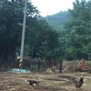 우덕농장 네이버블로그